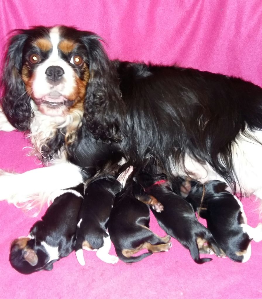 des anges de la Lyve - Cavalier King Charles Spaniel - Portée née le 30/10/2021