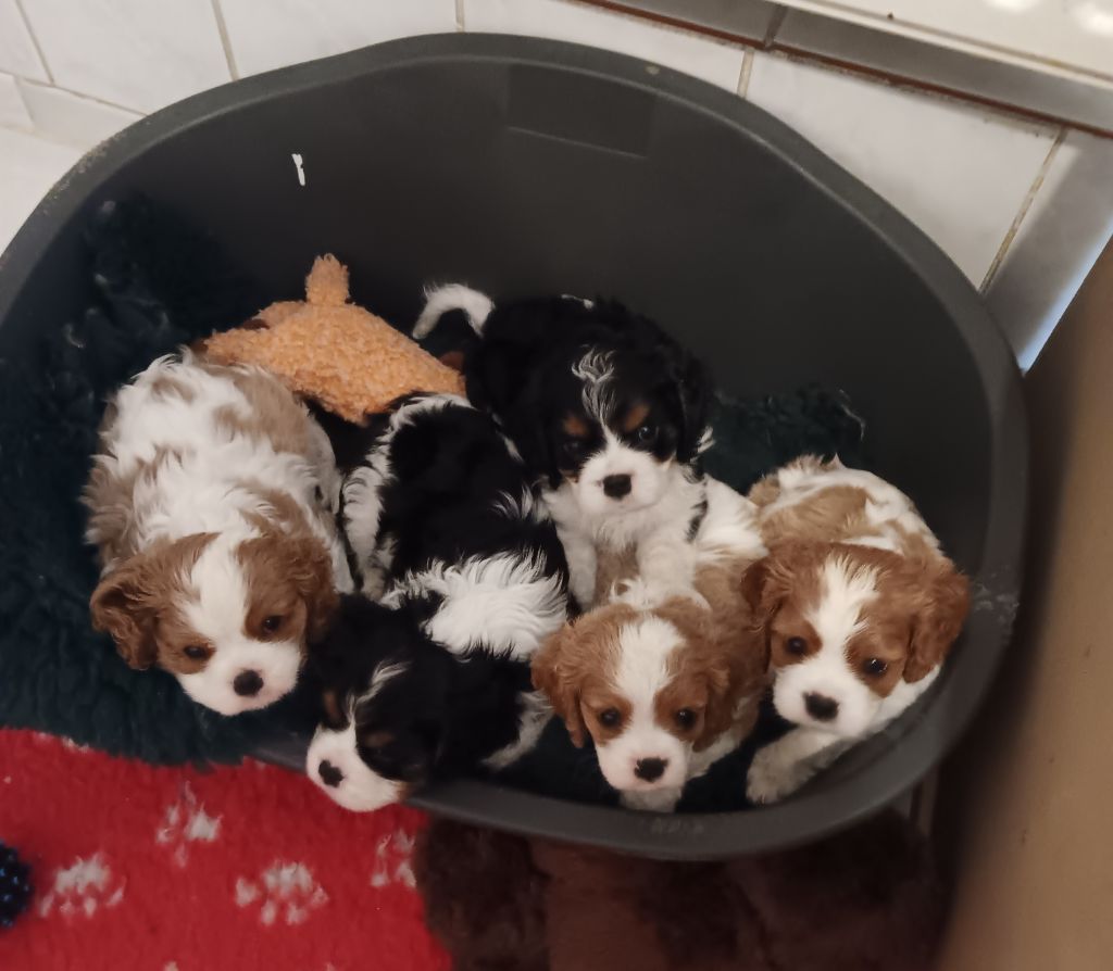 chiot Cavalier King Charles Spaniel des anges de la Lyve