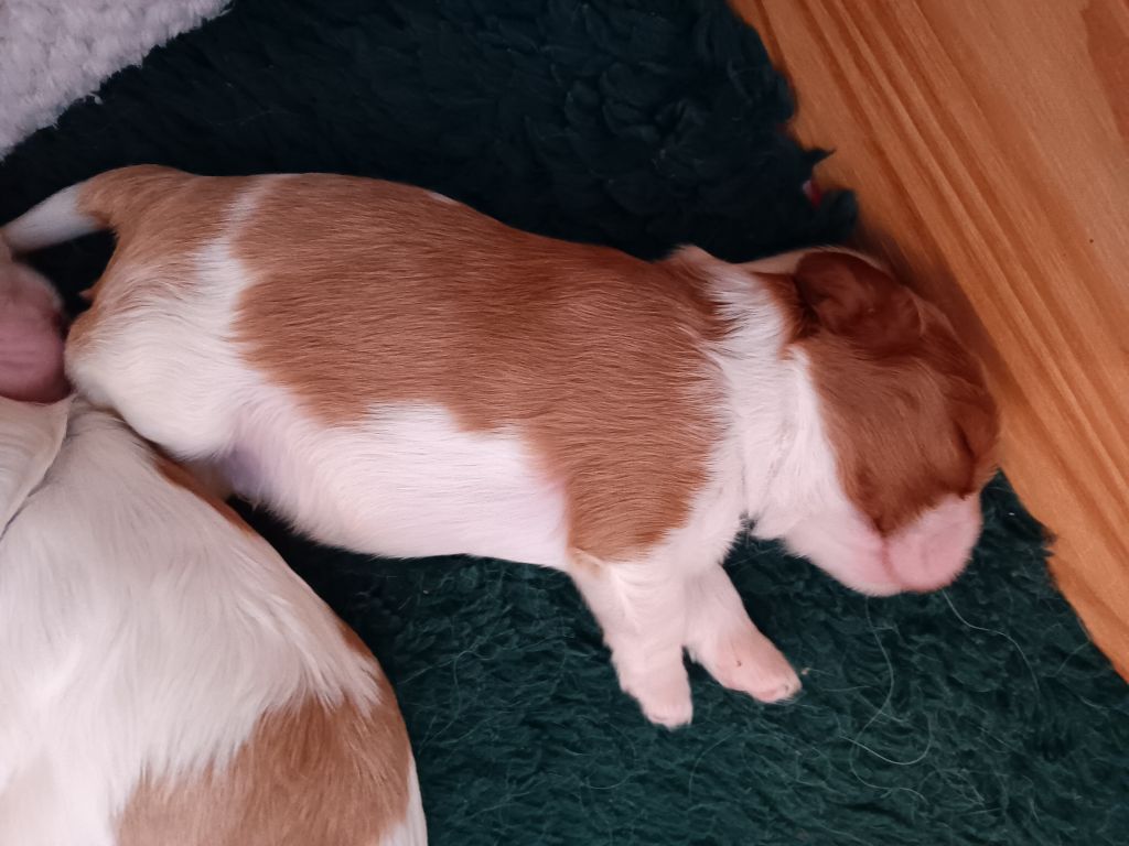 des anges de la Lyve - Chiot disponible  - Cavalier King Charles Spaniel