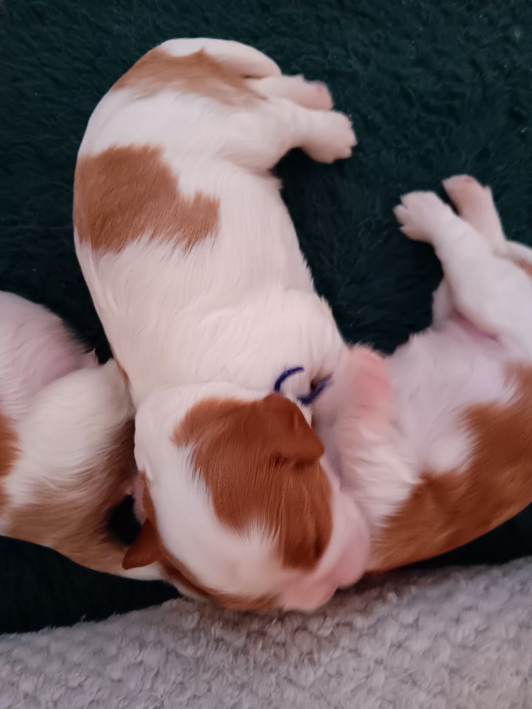 des anges de la Lyve - Chiot disponible  - Cavalier King Charles Spaniel