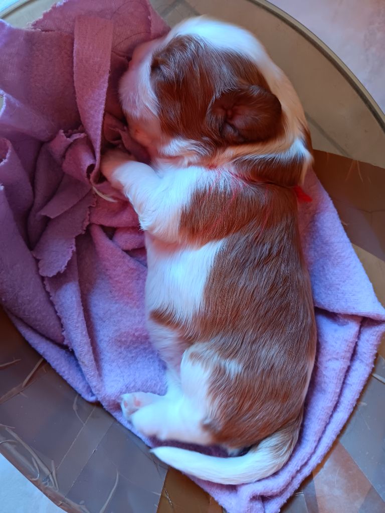 des anges de la Lyve - Chiot disponible  - Cavalier King Charles Spaniel