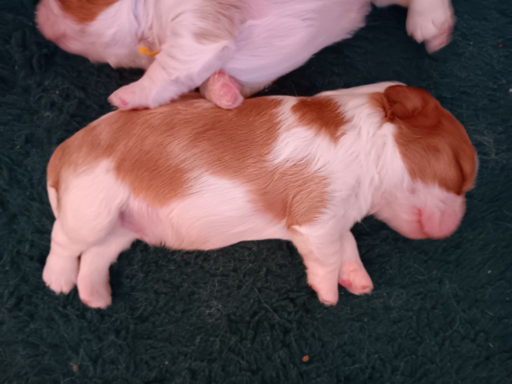 des anges de la Lyve - Chiot disponible  - Cavalier King Charles Spaniel