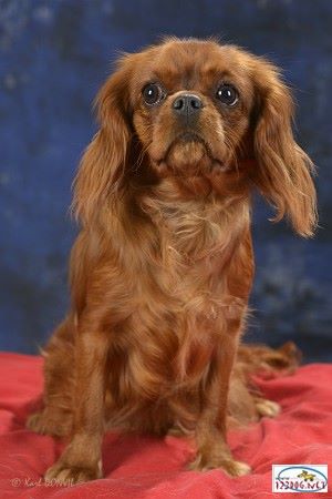 Insolente des anges de la Lyve