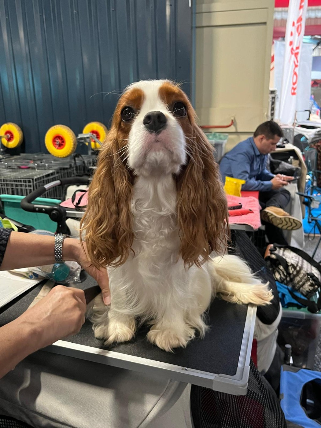 Bientôt des bébés.....