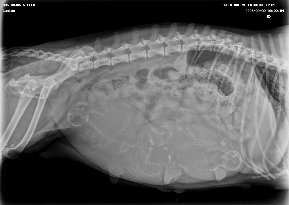 5 Bébés attendus pour Stella