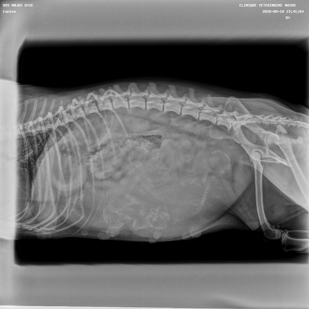 1ère photo des bébés de Uxie et Vigo