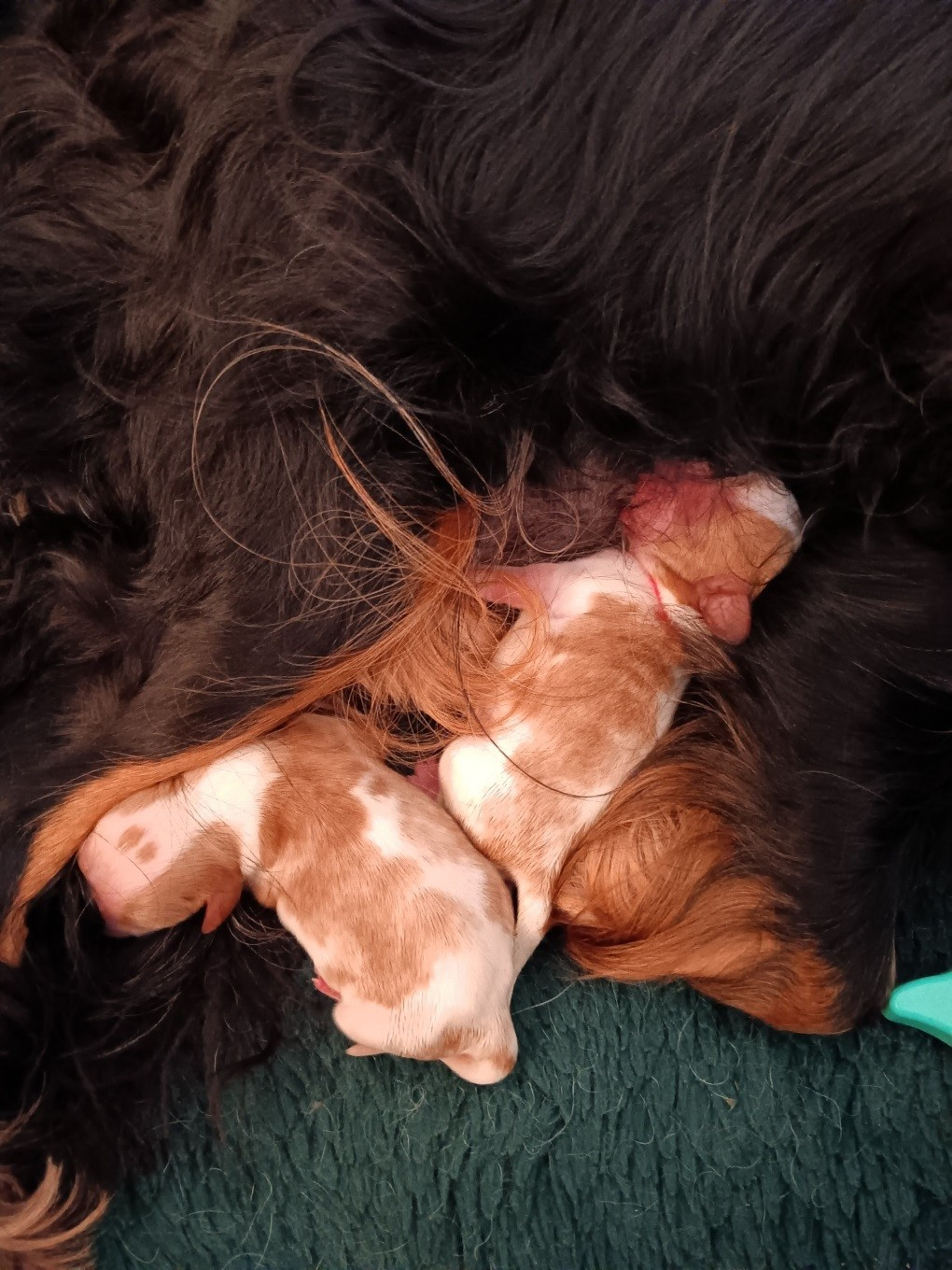 Les bébés sont nés !
