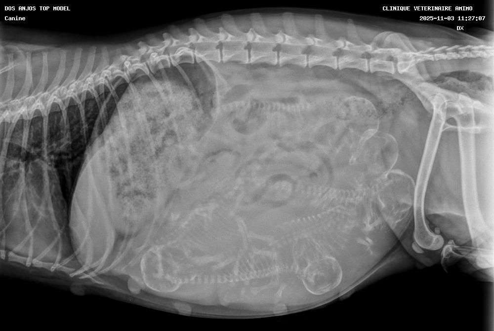 des anges de la Lyve - Les futurs bébés de Top Model