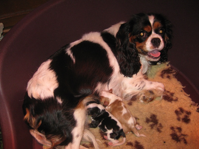 Les BB 2010 de DULCIE