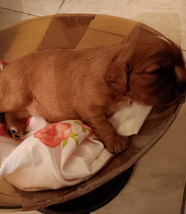 des anges de la Lyve - Chiots disponibles - Cavalier King Charles Spaniel
