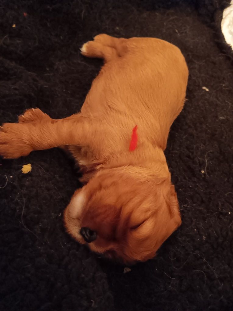 des anges de la Lyve - Chiots disponibles - Cavalier King Charles Spaniel
