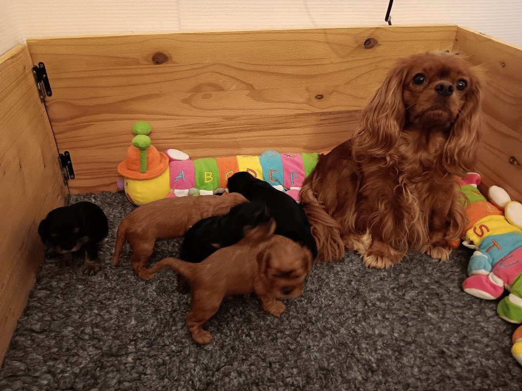 des anges de la Lyve - Cavalier King Charles Spaniel - Portée née le 04/11/2025