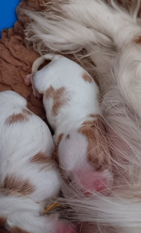 des anges de la Lyve - Chiots disponibles - Cavalier King Charles Spaniel