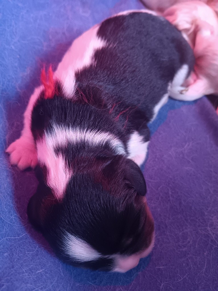 des anges de la Lyve - Chiots disponibles - Cavalier King Charles Spaniel