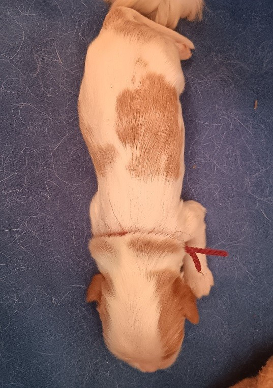 des anges de la Lyve - Chiots disponibles - Cavalier King Charles Spaniel