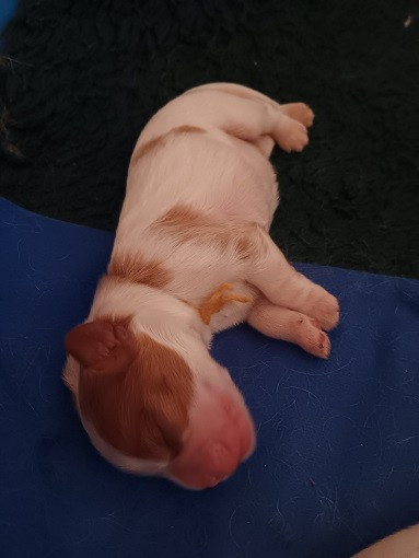 des anges de la Lyve - Chiots disponibles - Cavalier King Charles Spaniel