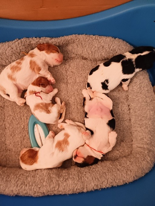 Chiot Cavalier King Charles Spaniel des anges de la Lyve