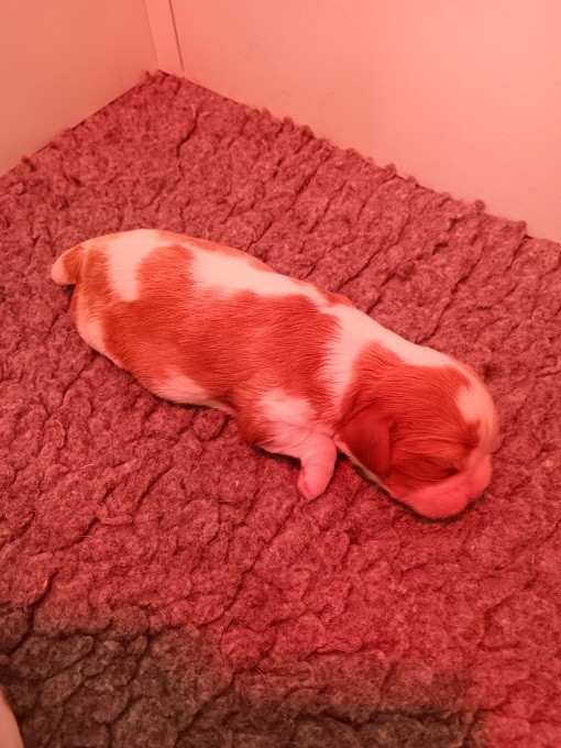 des anges de la Lyve - Chiots disponibles - Cavalier King Charles Spaniel