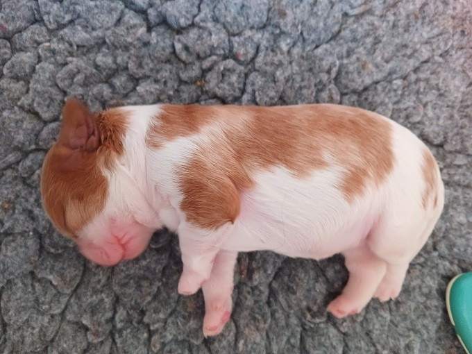 des anges de la Lyve - Chiots disponibles - Cavalier King Charles Spaniel