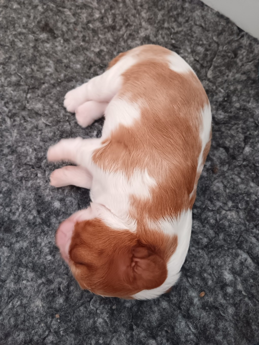 des anges de la Lyve - Chiots disponibles - Cavalier King Charles Spaniel