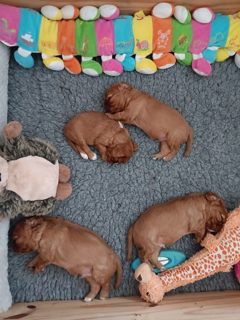 des anges de la Lyve - Cavalier King Charles Spaniel - Portée née le 14/04/2025