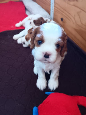 BALI -2è mâle blenheim - collier jaune