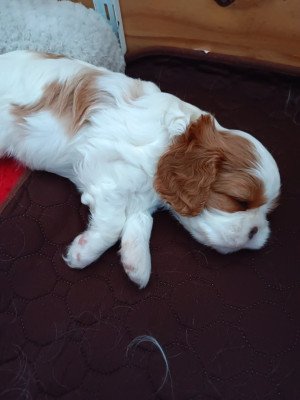 BLISS - Femelle blenhein