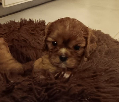 ALMANAX - CHIOT RUBY COLLIER BLANC