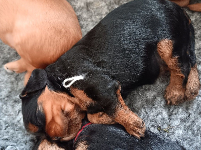 ARIETTE - Femelle noir feu collier blanc