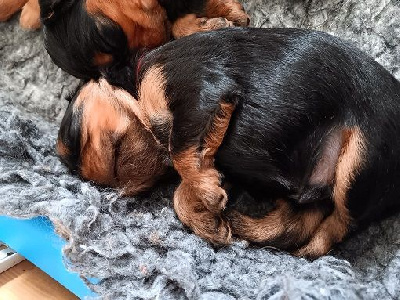 ARES - Mâle Noir feu collier rouge