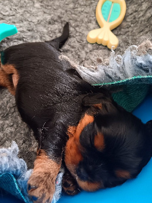 ALTESSE - Femelle noir feu collier mauve