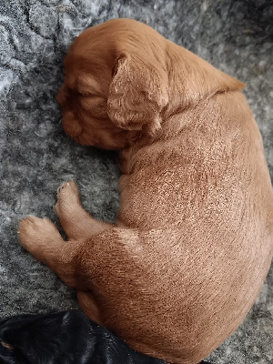 Austyne Flame - femelle collier jaune