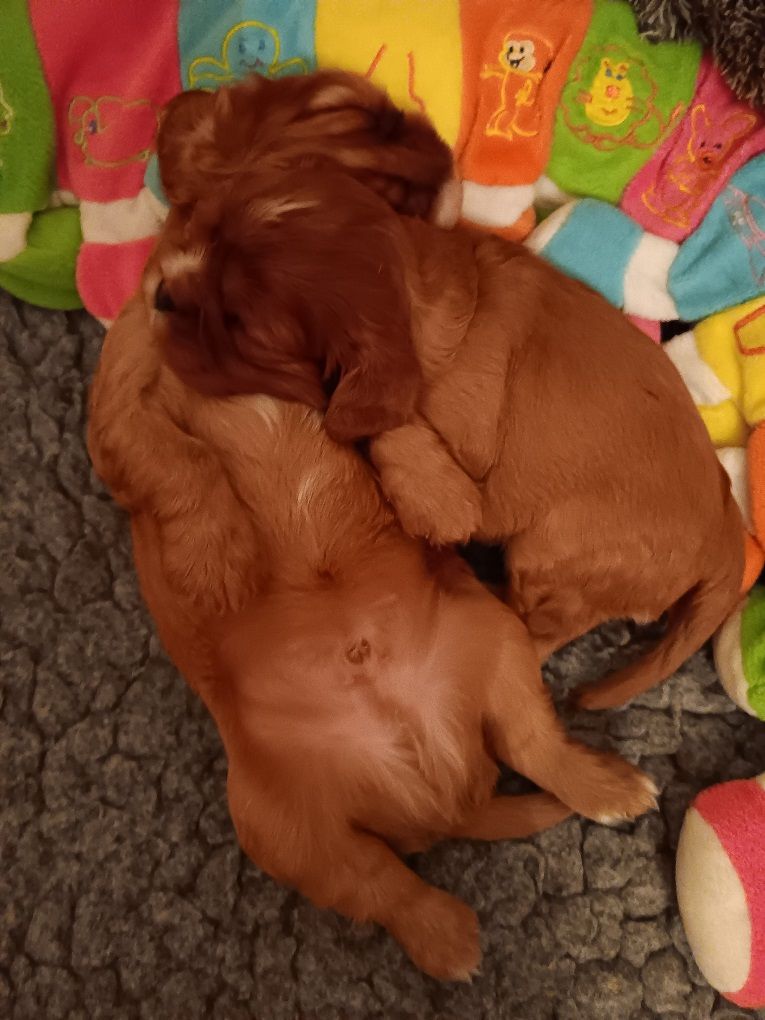 des anges de la Lyve - Chiots disponibles - Cavalier King Charles Spaniel